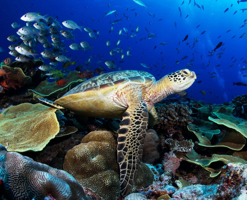 A Sea turtle swims underwater