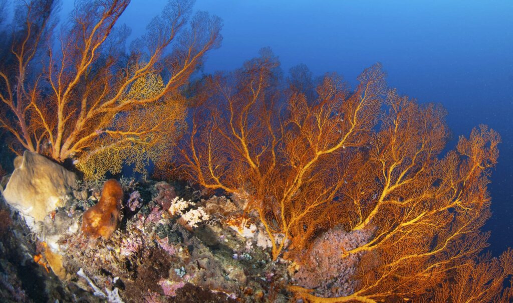 Amazing underwater world, Underwater world scene.