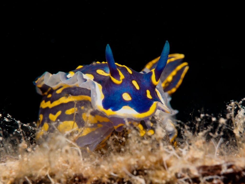 Blue-yellow nudibranch from the island of Cyprus