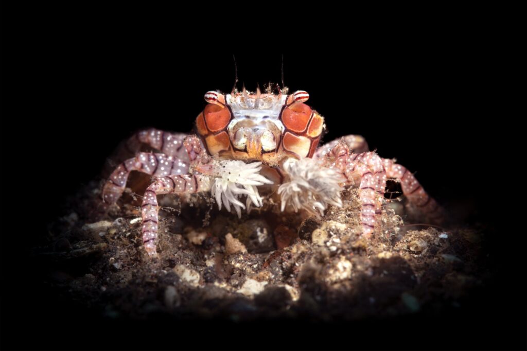 Boxer Crab on black background