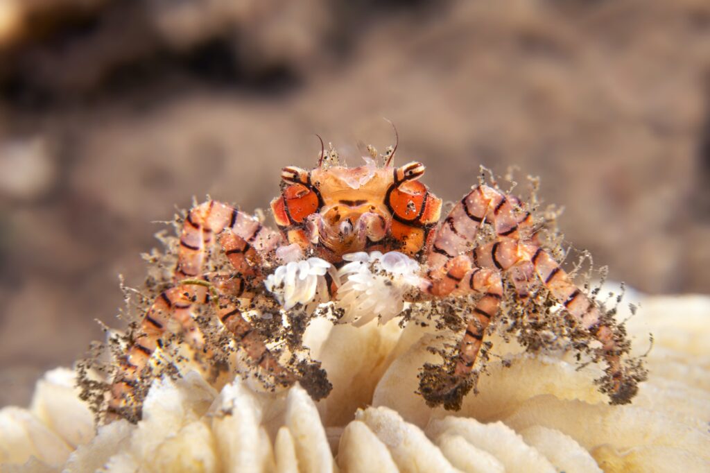 Boxer Crab on white coral