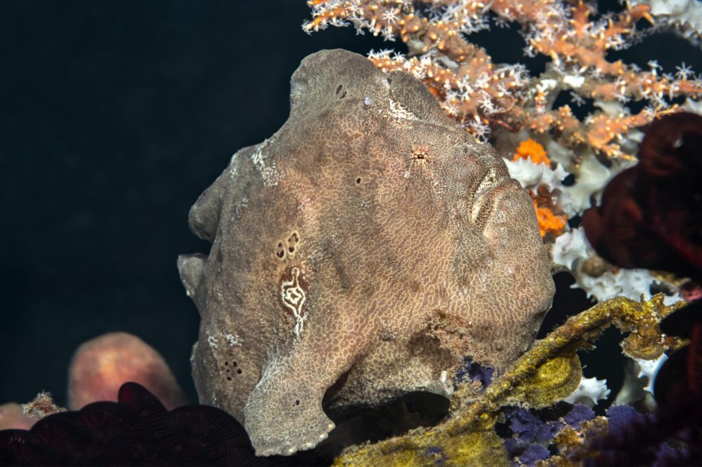 Brown Frogfish on Reef