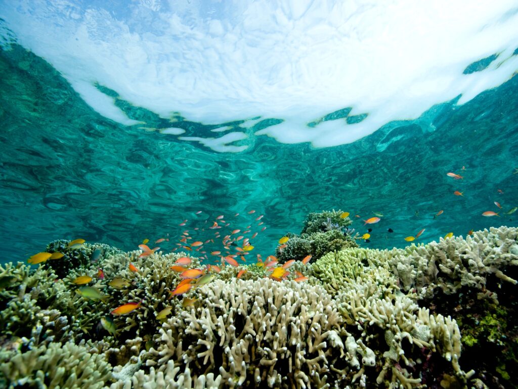 Coral reef scene.