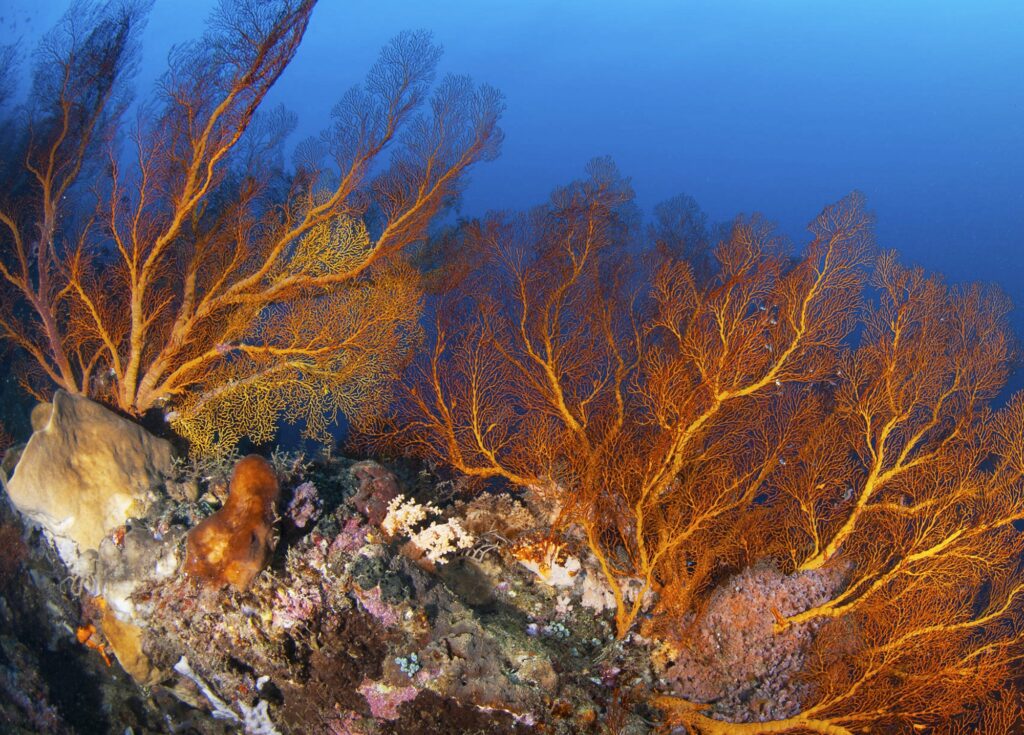 Coral reef underwater photo, shallow underwater seascape