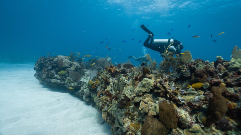 diver checking the health of the coral reef