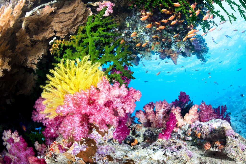 Exotic Coral Reef