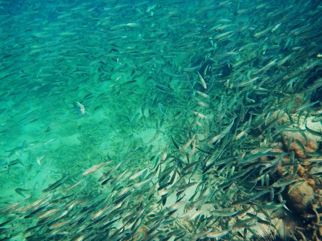 Fish and coral in the sea