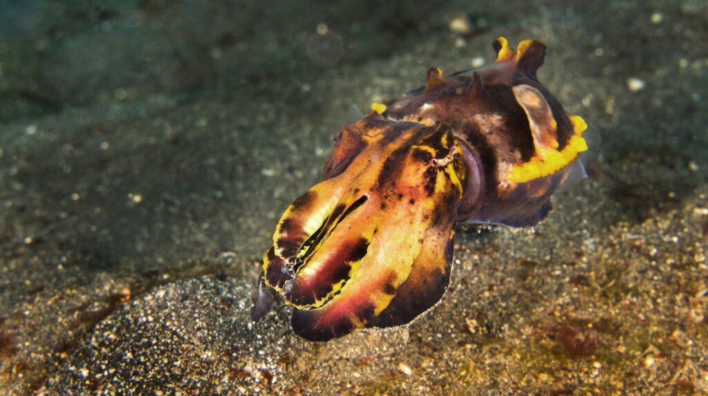 Flamboyant Cuttlefish, Lembeh, Indonesia