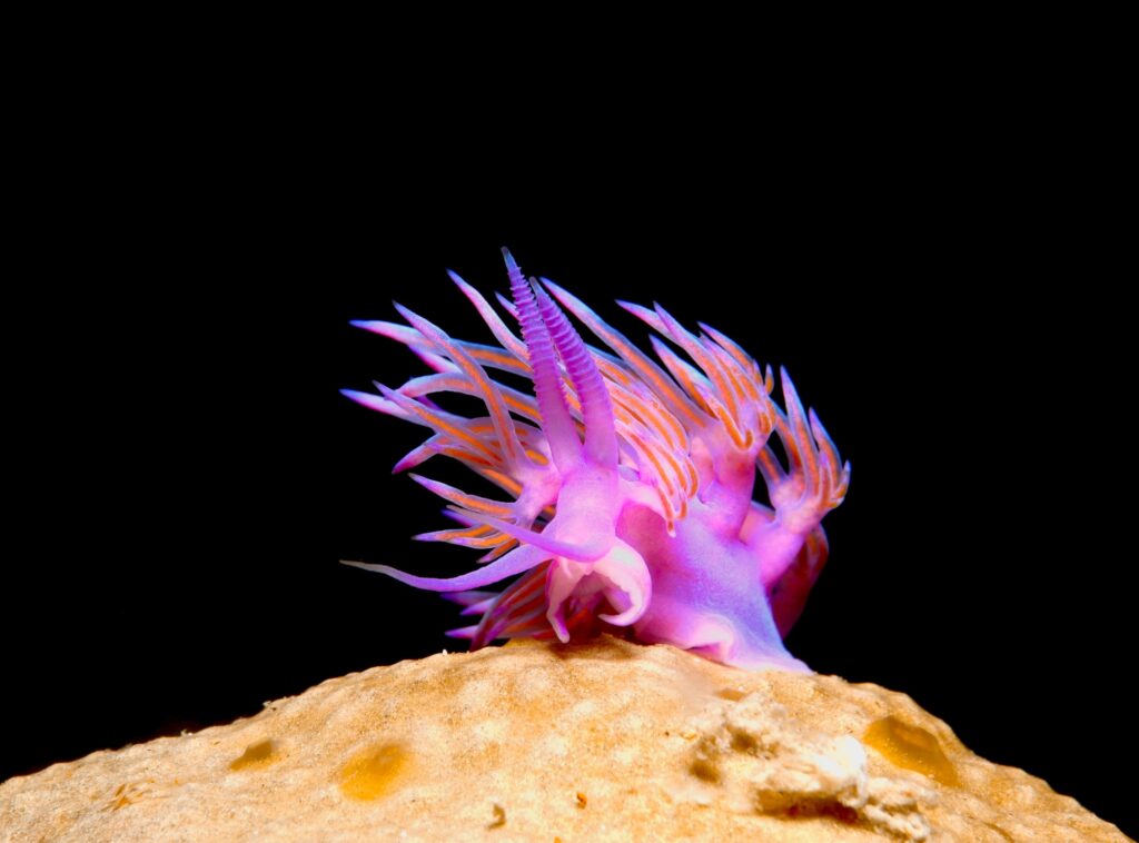 Nudibranch on top of the hill