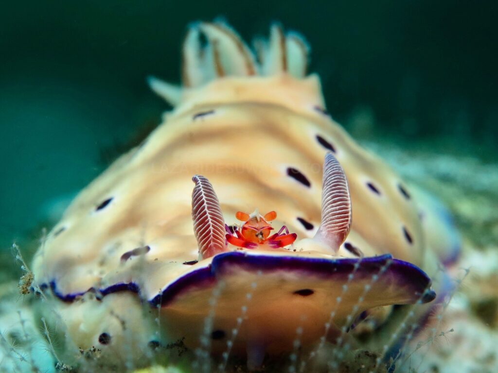 Nudibranch with a roommate from Bali