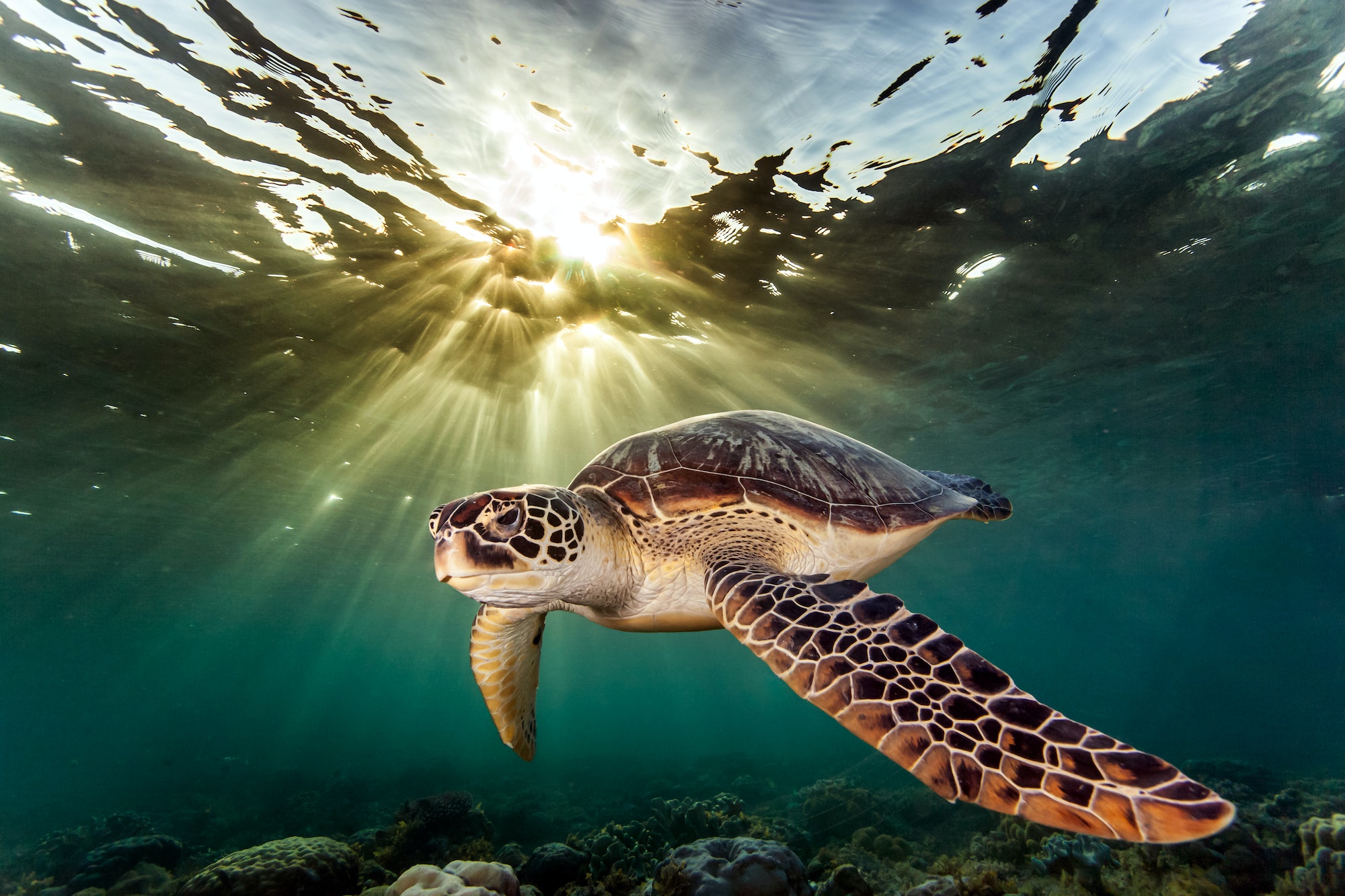 Rare green sea turtle (Chelonia Mydas), swimming in open ocean, Moalboal, Cebu, Philippines