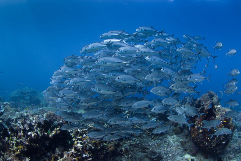 School of bigeye trevally (Caranx sexfasciatus) underwater