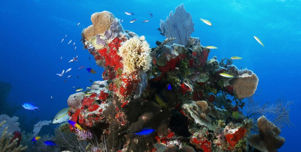 Scuba diving, underwater photography. Colorful underwater coral reef scene