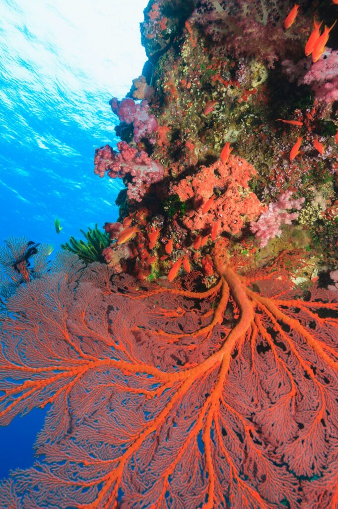 Sea fan growing on coral reef