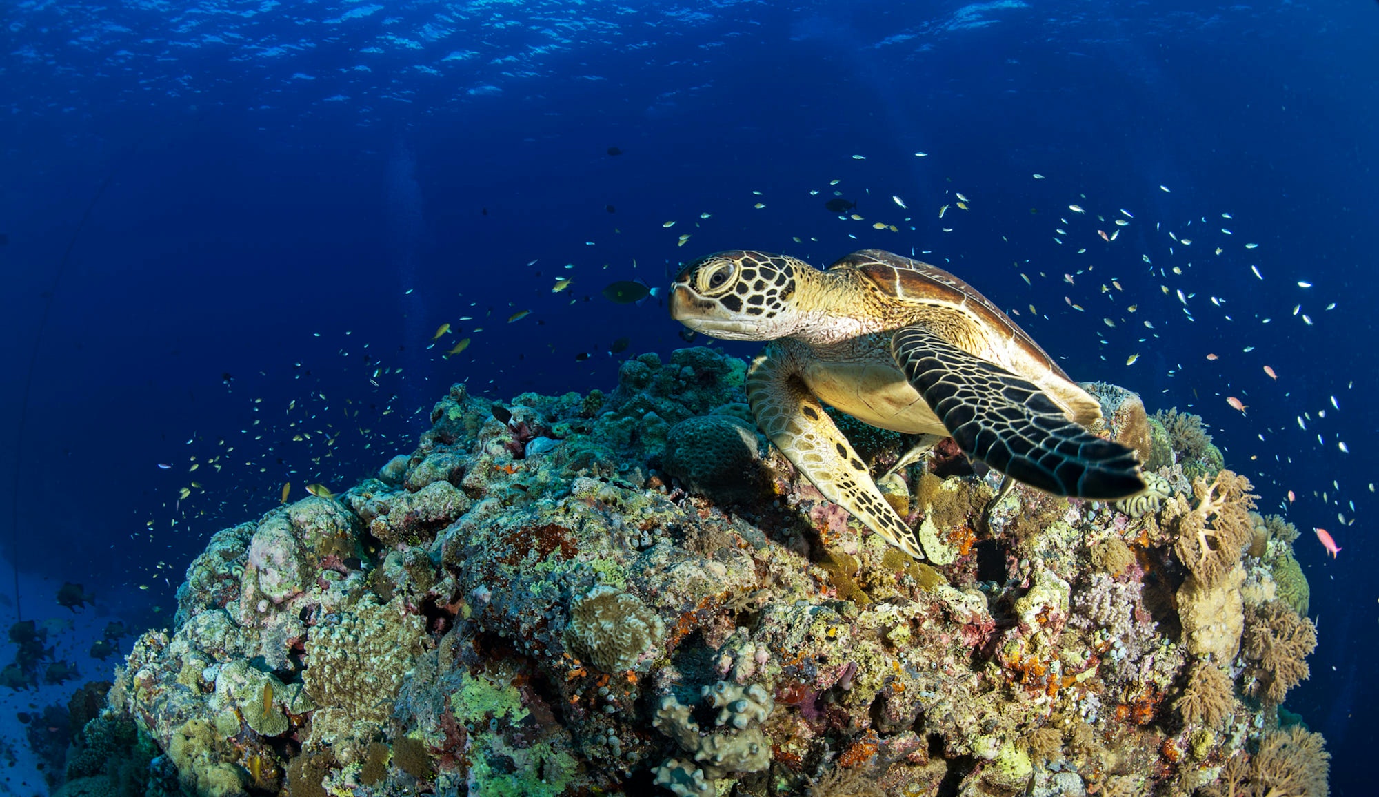Turtle swimming underwater in ocean
