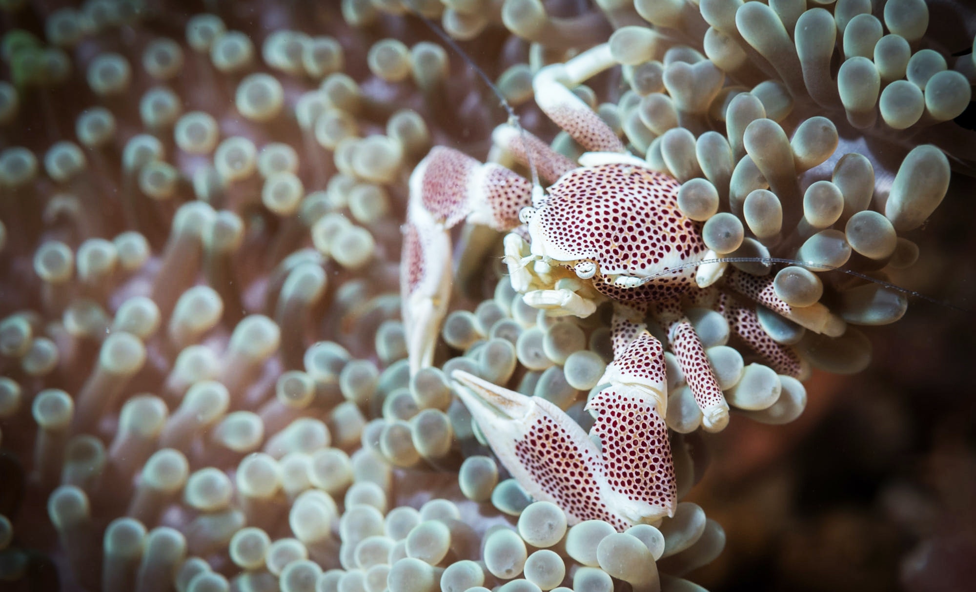 Underwater fish Photograph surrounded by coral reef scene