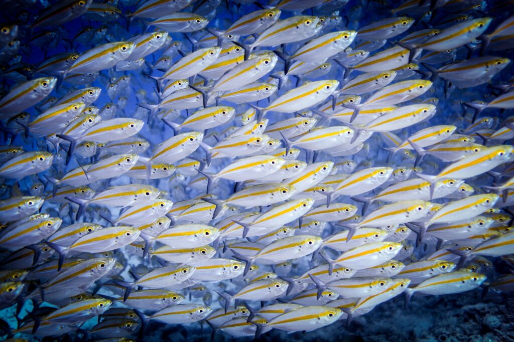 Underwater view of school of double-lined fusiliers (pterocaesio digramma), Lombok, Indonesia
