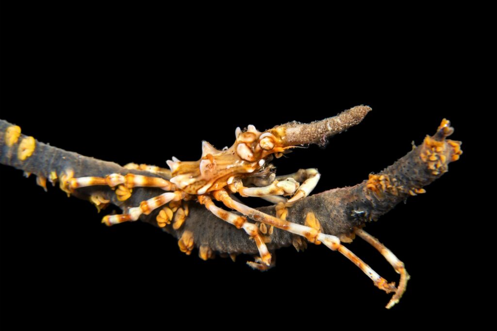 Xeno crab on whip coral